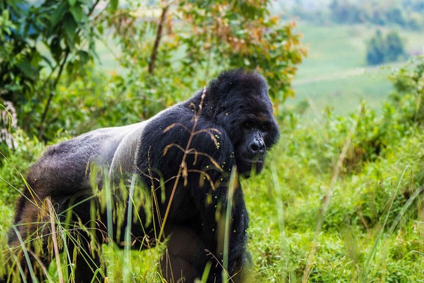 Picture 2 for Activity Uganda: Highlights tour with Gorillas, Boat safaris & nature