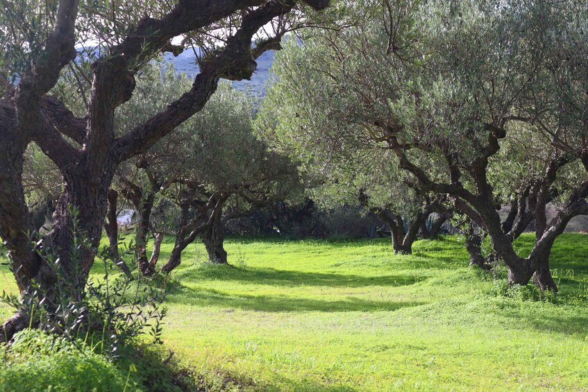 Picture 3 for Activity Heraklion: Olive Farm Tour with Tasting of Local Delicacies