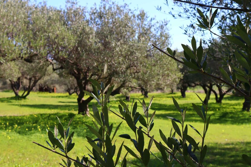 Picture 6 for Activity Heraklion: Olive Farm Tour with Tasting of Local Delicacies