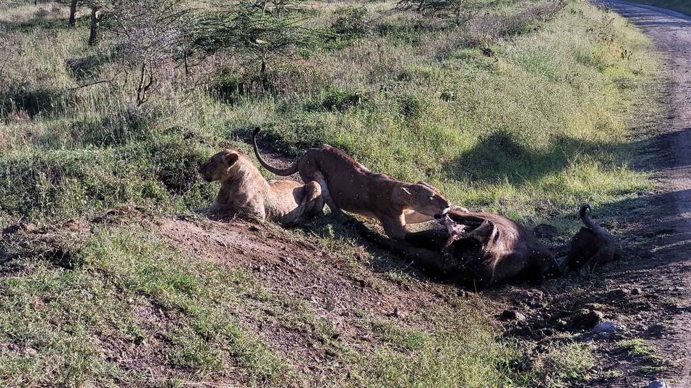 Picture 2 for Activity Lake Nakuru Overnight Safari.