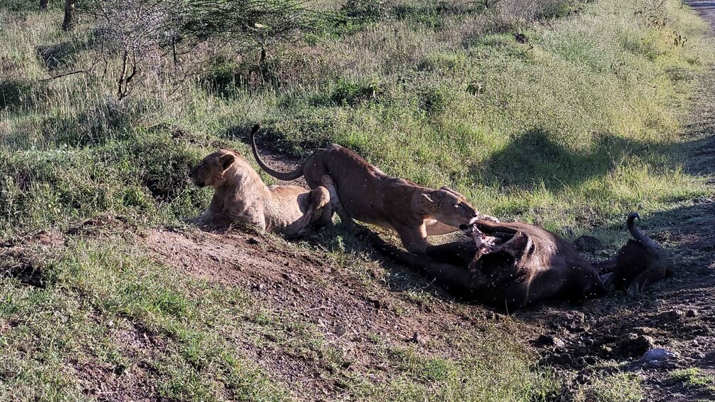 Picture 2 for Activity Lake Nakuru Overnight Safari.