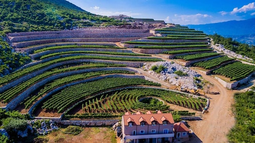 Visite de la cave et dégustation à Winery Lipovac