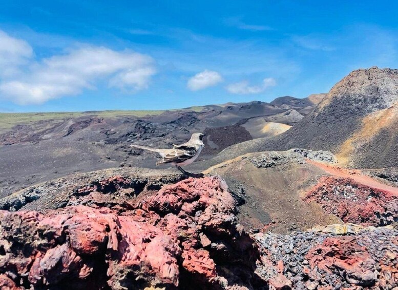 Picture 1 for Activity Conquer Sierra Negra Volcano! Expedition to the lava fields