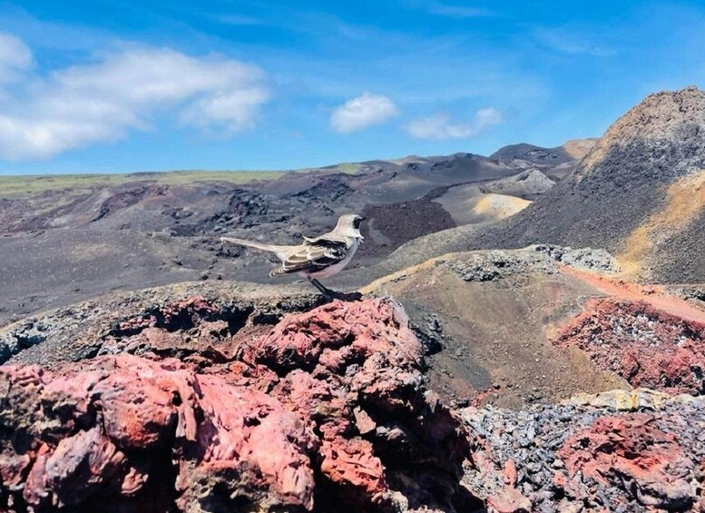 Picture 1 for Activity Conquer Sierra Negra Volcano! Expedition to the lava fields