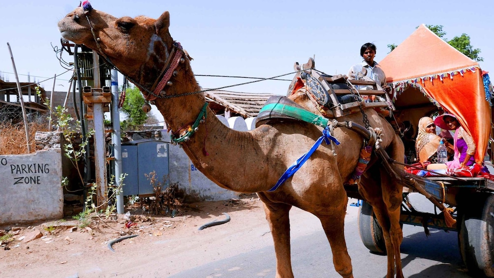 Picture 4 for Activity From Jaipur : Same Day Temples Tour of Sacred City Pushkar