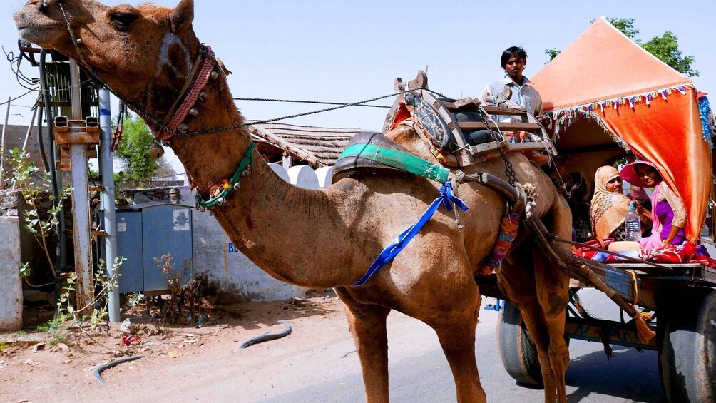 Picture 5 for Activity Same Day Temples Tour of Sacred City Pushkar From Jaipur