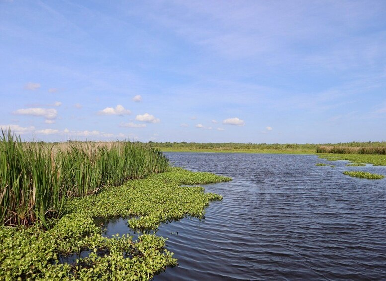 Picture 2 for Activity New Orleans: 16 Passenger Airboat Swamp Tour