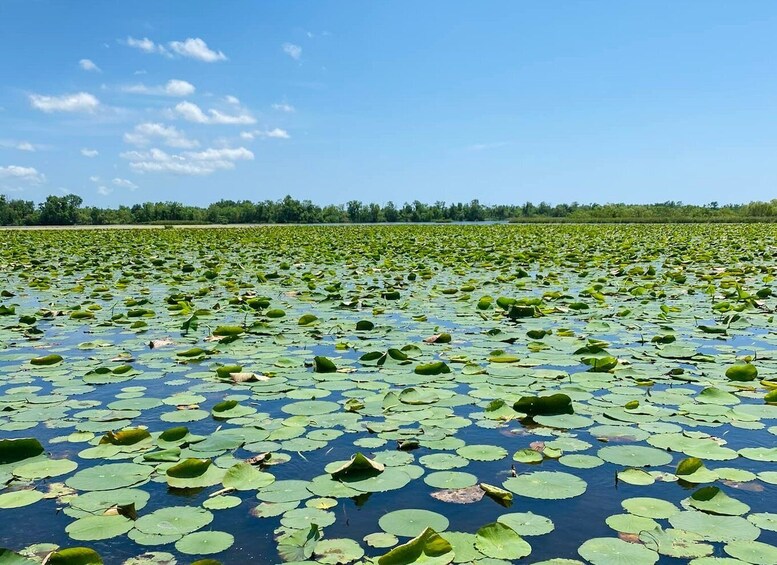 Picture 3 for Activity New Orleans: 16 Passenger Airboat Swamp Tour