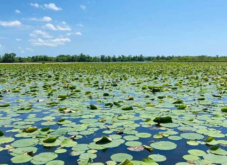 Picture 3 for Activity New Orleans: 16 Passenger Airboat Swamp Tour