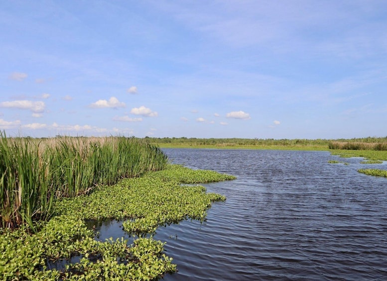 Picture 2 for Activity New Orleans: 16 Passenger Airboat Swamp Tour