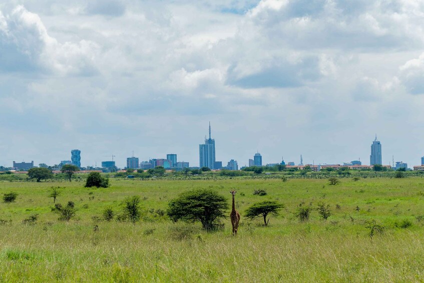 Picture 15 for Activity Nairobi: National Park Group Safari