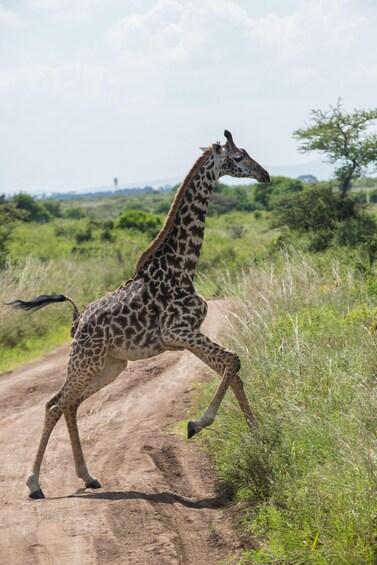 Picture 6 for Activity Nairobi: National Park Group Safari