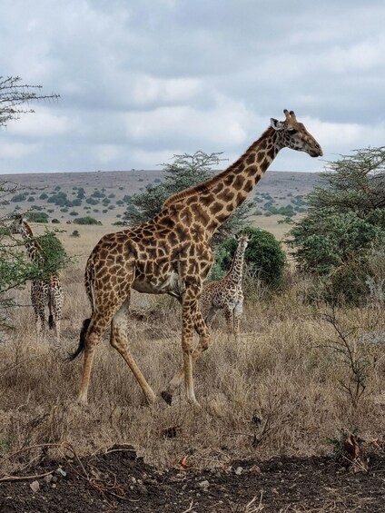 Picture 2 for Activity Nairobi: National Park Group Safari