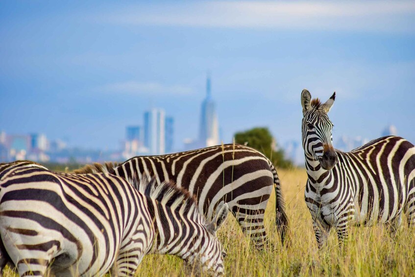 Picture 9 for Activity Nairobi: National Park Group Safari