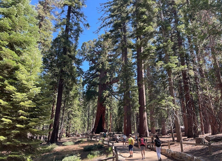 Picture 2 for Activity Yosemite, Giant Sequoias, Private Tour from San Francisco