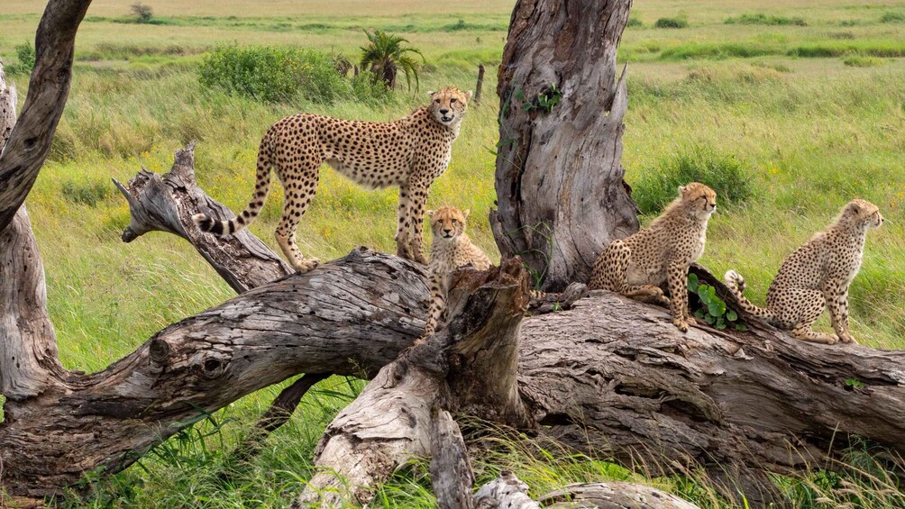 Picture 1 for Activity Day Safari to Mikumi from Zanzibar