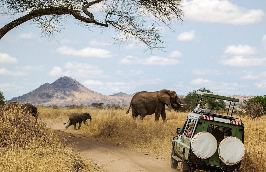 Day Safari to Mikumi from Zanzibar