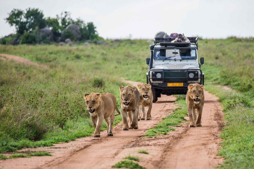 Picture 4 for Activity Day Safari to Mikumi from Zanzibar