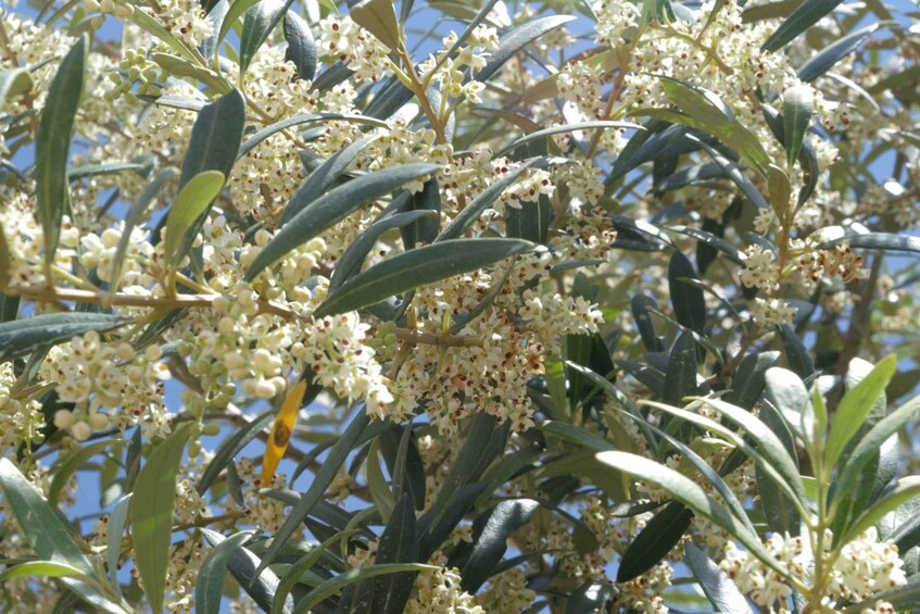 Picture 12 for Activity Visit of the olive grove, olive oil tasting and snack