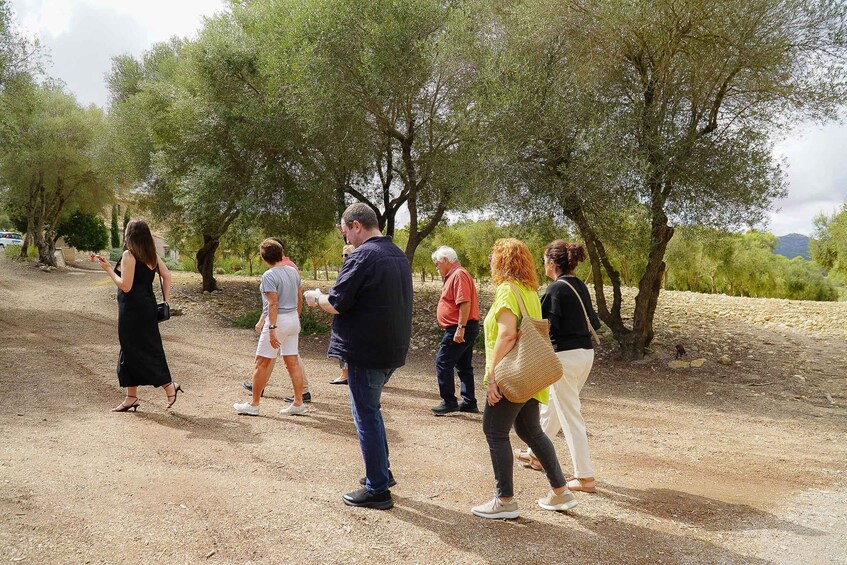 Picture 18 for Activity Visit of the olive grove, olive oil tasting and snack
