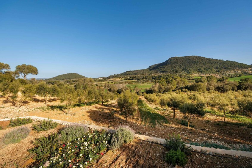 Picture 3 for Activity Visit of the olive grove, olive oil tasting and snack