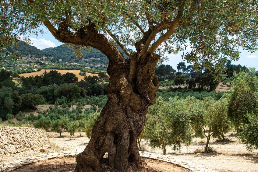 Picture 10 for Activity Visit of the olive grove, olive oil tasting and snack