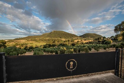 Visit of the olive grove, olive oil tasting and snack