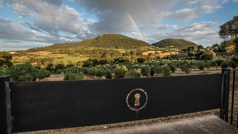 Visit of the olive grove, olive oil tasting and snack