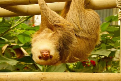 Monteverde: Zip Lines, Bridges, Butterflies, Sloths and more