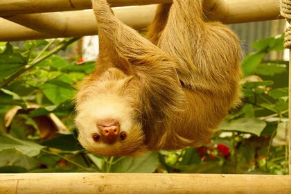 Monteverde: Zip Lines, Bridges, Butterflies, Sloths and more