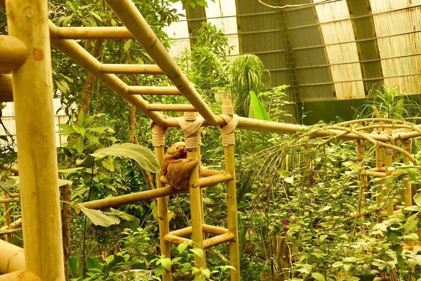 Picture 3 for Activity Monteverde: Zip Lines, Bridges, Butterflies, Sloths and more