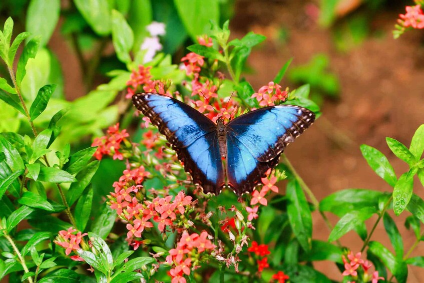 Picture 12 for Activity Monteverde: Zip Lines, Bridges, Butterflies, Sloths and more