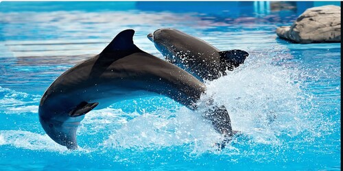 1-Hour Show at Dolphin World with Optional Pickup