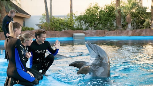 Hurghada : 1-Hour Dolphin Show at Dolphin World