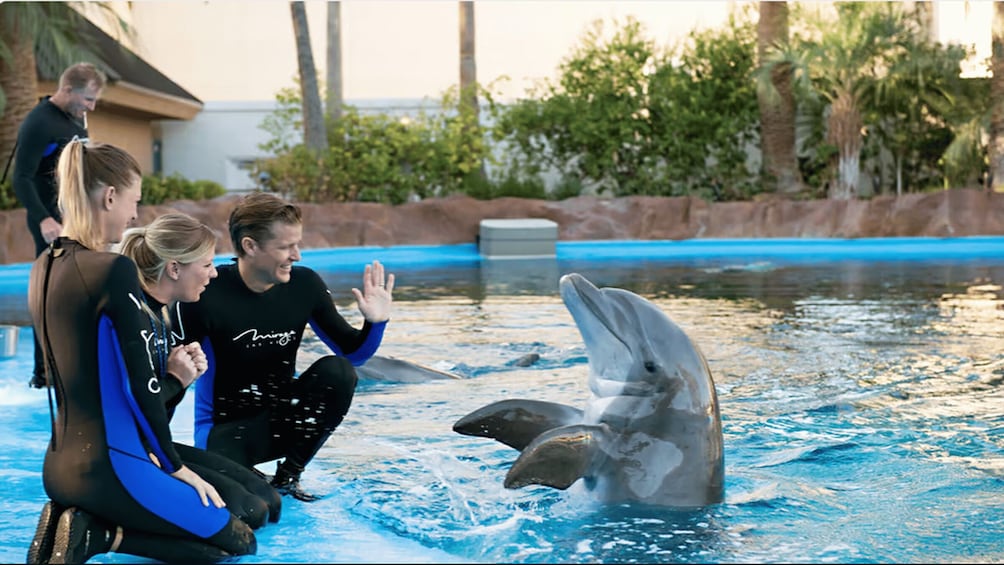 Picture 7 for Activity 1-Hour Show at Dolphin World with Optional Pickup