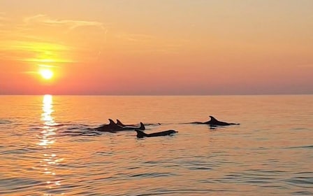 From Fazana: Private Dolphin search & Sunset cruise