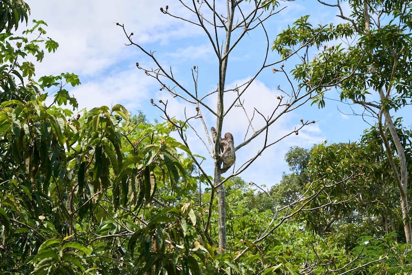 Picture 2 for Activity Iquitos: Amazon Adventure and Expedition Tour | 3 Days