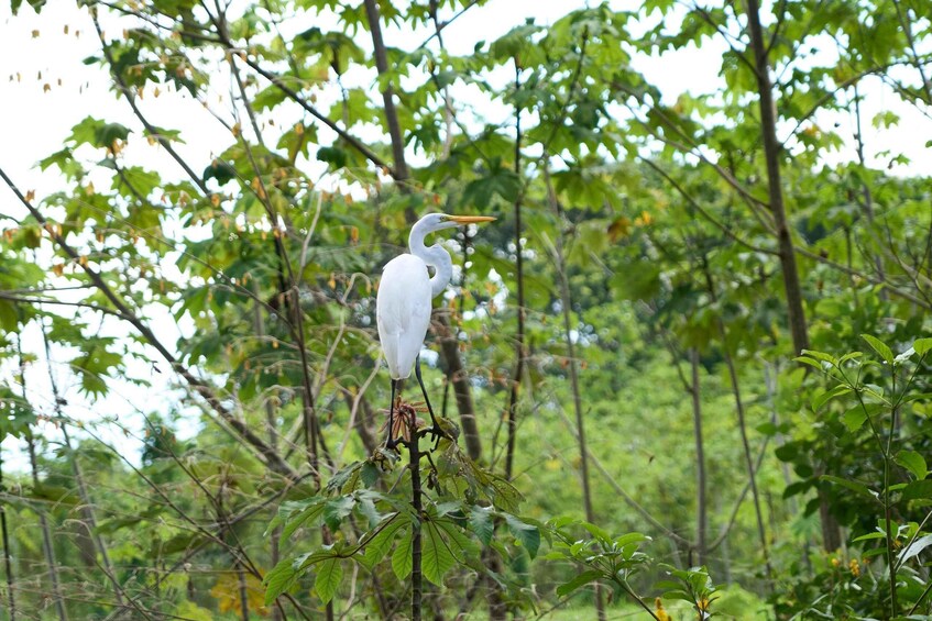 Picture 3 for Activity Iquitos: Amazon Adventure and Expedition Tour | 3 Days