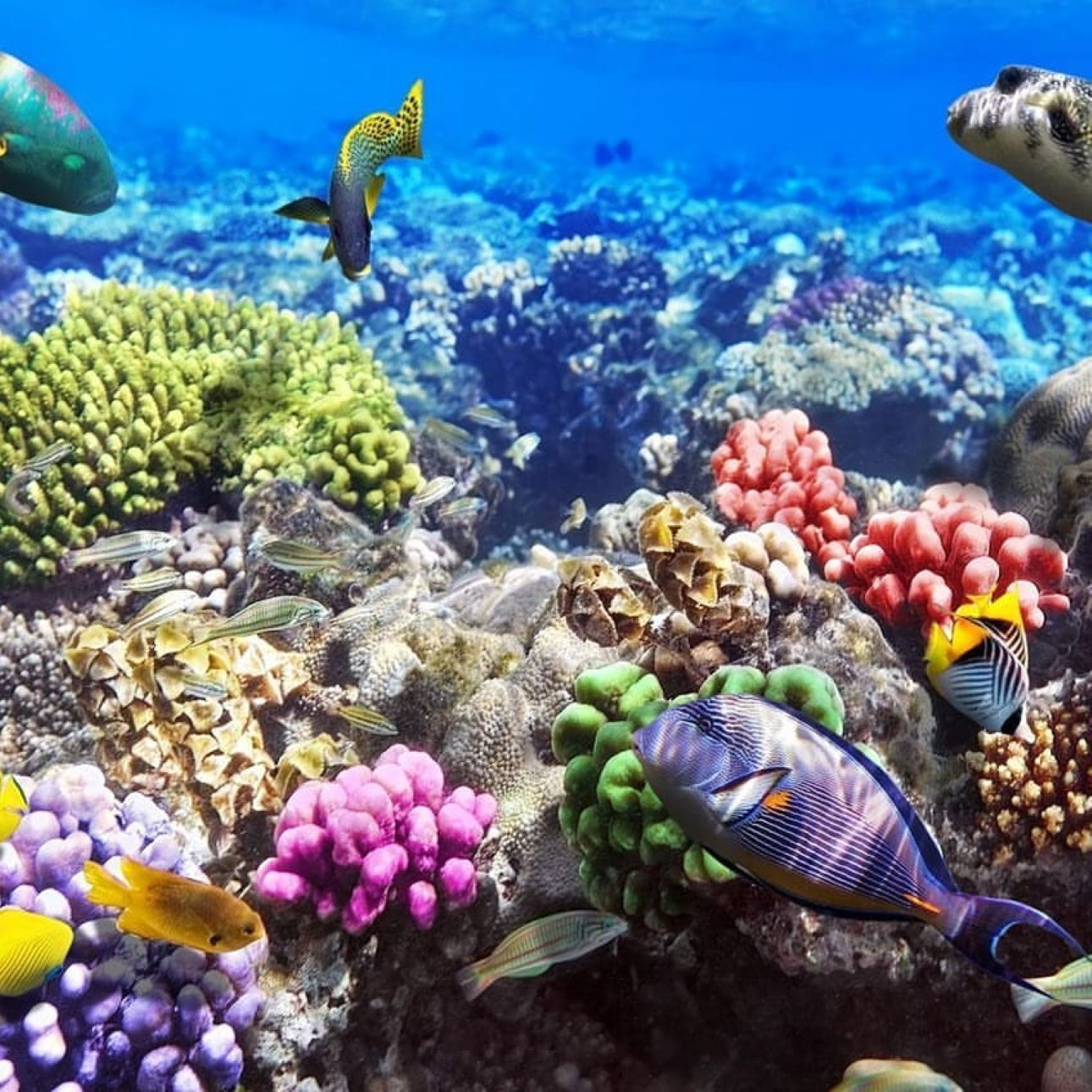 Blue Lagoon, Starfish Tour, The Rock, Paje Beach, Kuza Cave