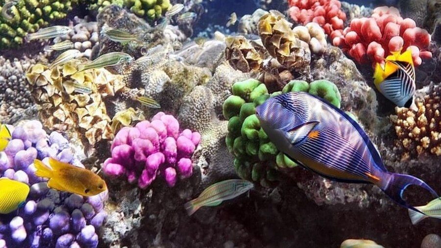 Blue Lagoon, Starfish Tour, The Rock, Paje Beach, Kuza Cave
