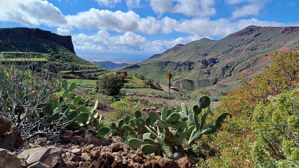 Picture 16 for Activity Maspalomas: Barranco de las Vacas, Caves, Farmhouse Tour
