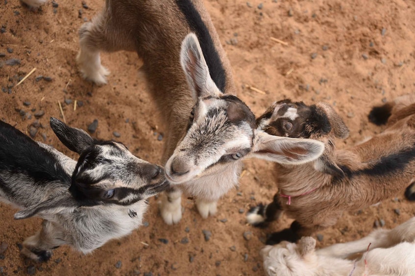 Picture 3 for Activity Maui: Goat Farm, Distillery, & Glass-Blowing Tour w/ Tasting