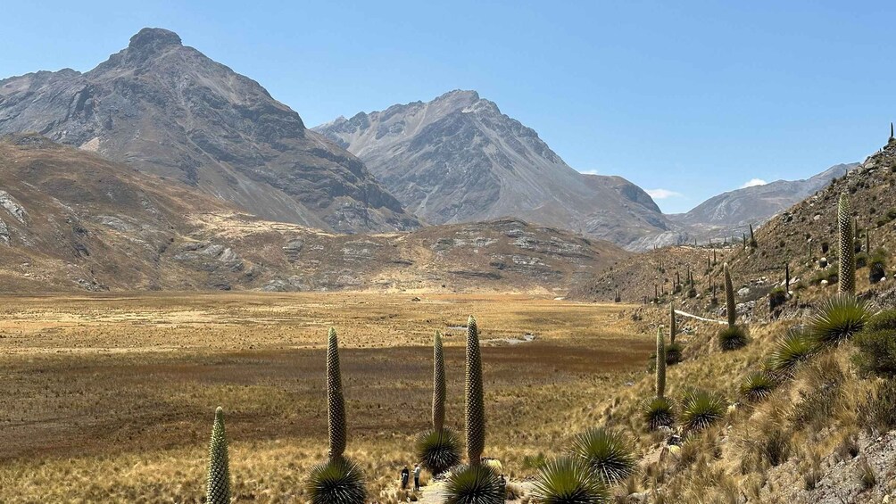 Picture 6 for Activity From Huaraz: Tour to the Pastoruri Glacier and Puya Raimondi