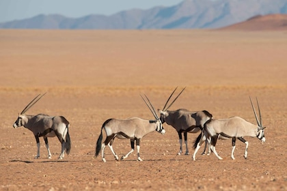 Etosha Private Safari 3 Days