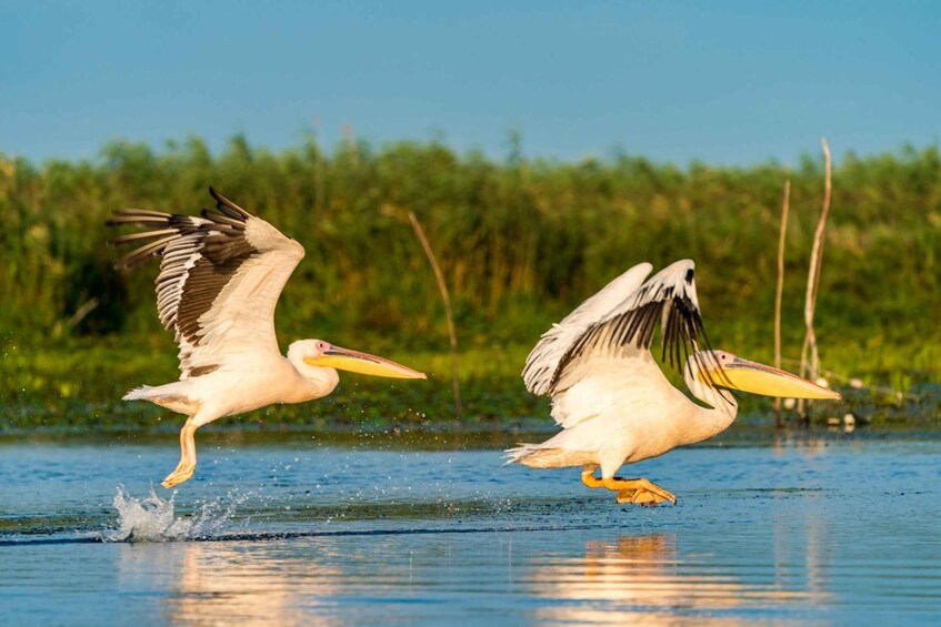 From Constanta: Day Trip to the Danube Delta