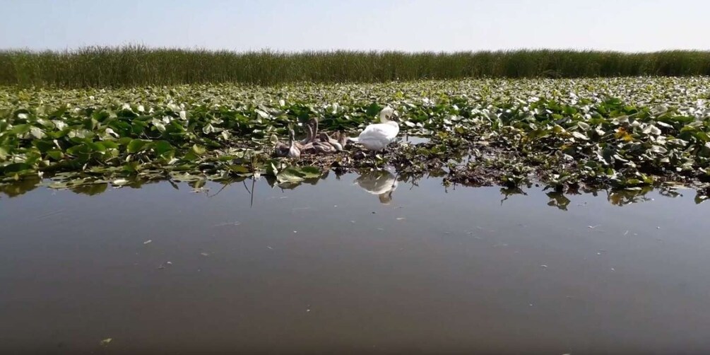 Picture 2 for Activity From Constanta: Day Trip to the Danube Delta