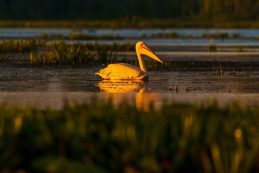 Picture 3 for Activity From Constanta: Day Trip to the Danube Delta