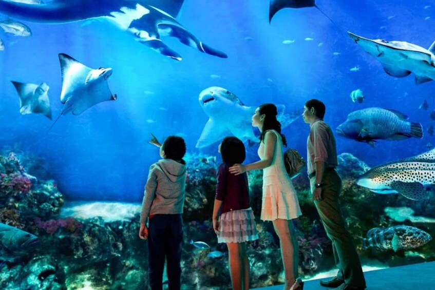 Picture 1 for Activity Singapore: S.E.A. Aquarium Entrance E-Ticket