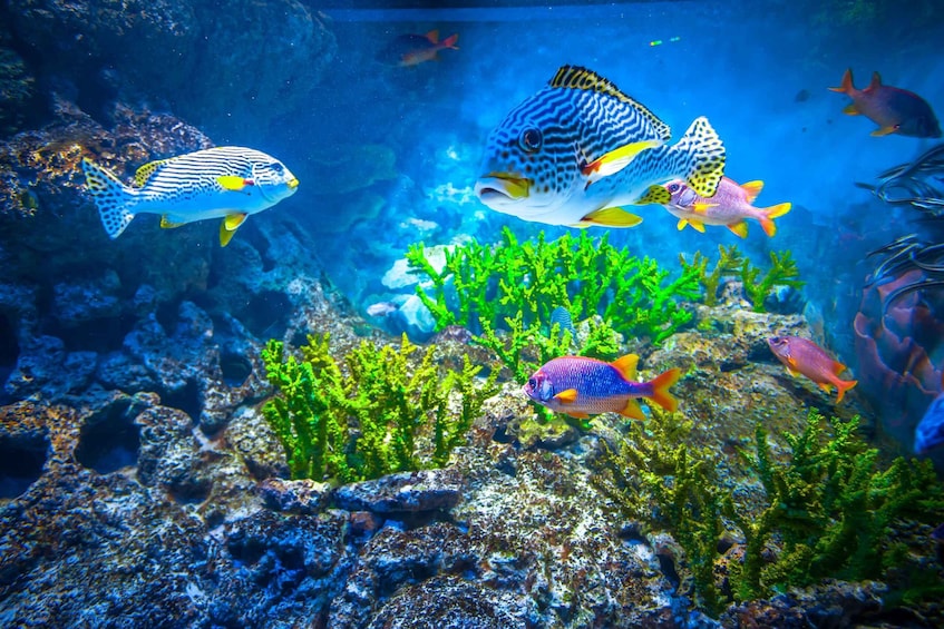 Picture 4 for Activity Singapore: S.E.A. Aquarium Entrance E-Ticket