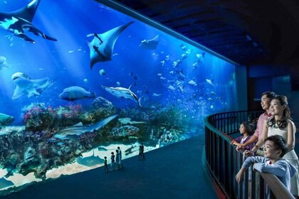 Singapour : S.E.A. Aquarium Entrée E-Ticket